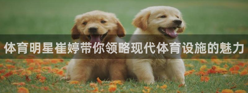 意昂体育4招商：体育明星崔婷带你领略现代体育设施的魅力